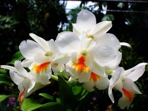 Các kiểu cắm hoa lan đẹp