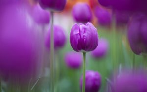 Hoa tulip tím tặng bạn gái