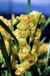 Cách chăm sóc hoa địa lan đơn giản đúng kỹ thuật