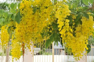 Quốc hoa của Thái Lan – hoa hoàng yến