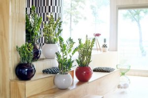 Ý nghĩa cây kim tiền trong phong thuỷ