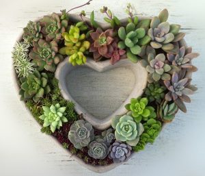Ý nghĩa của hoa sen đá – loài hoa nghị lực