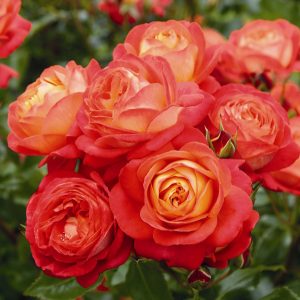 Các loại hoa màu cam cho vườn nhà thêm lung linh