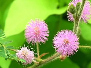 Ý nghĩa hoa trinh nữ - loài hoa thẹn thùng e ấp