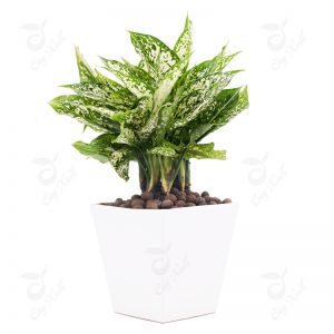 Ý nghĩa của cây ngọc ngân trong phong thuỷ