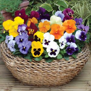 Ý nghĩa của hoa pansy cánh bướm