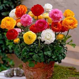 Đặc điểm và cách chăm sóc hoa mao lương