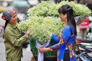 Ý nghĩa của hoa sao – loài hoa nhỏ mang sức hút to lớn